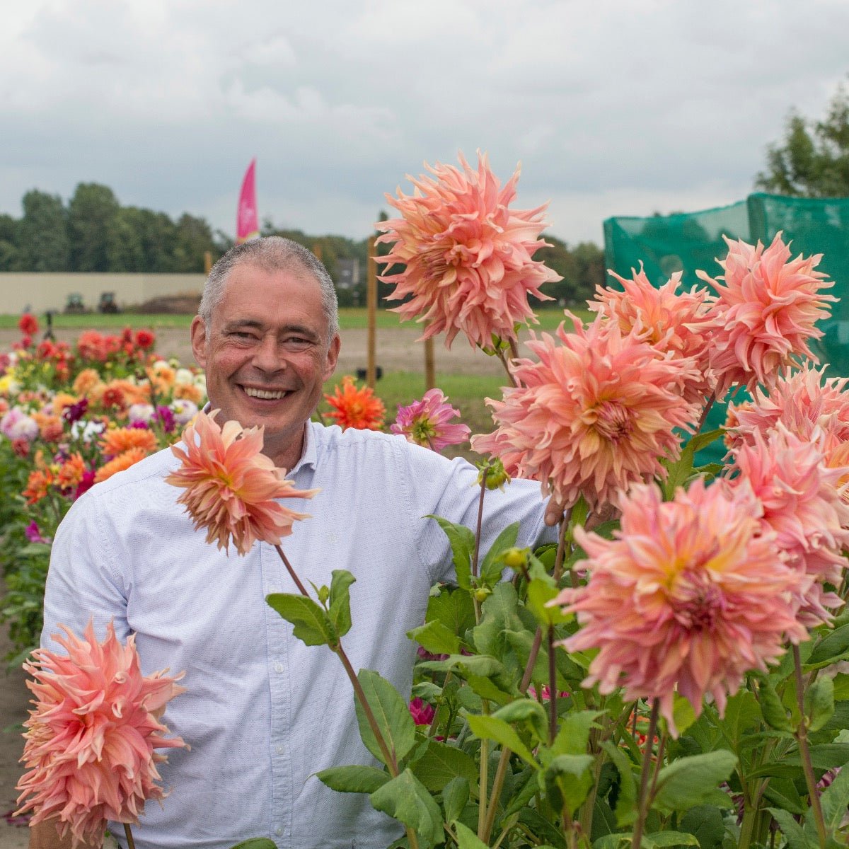 Dahlia Penhill Watermelon - roze dahlia - Fluwel