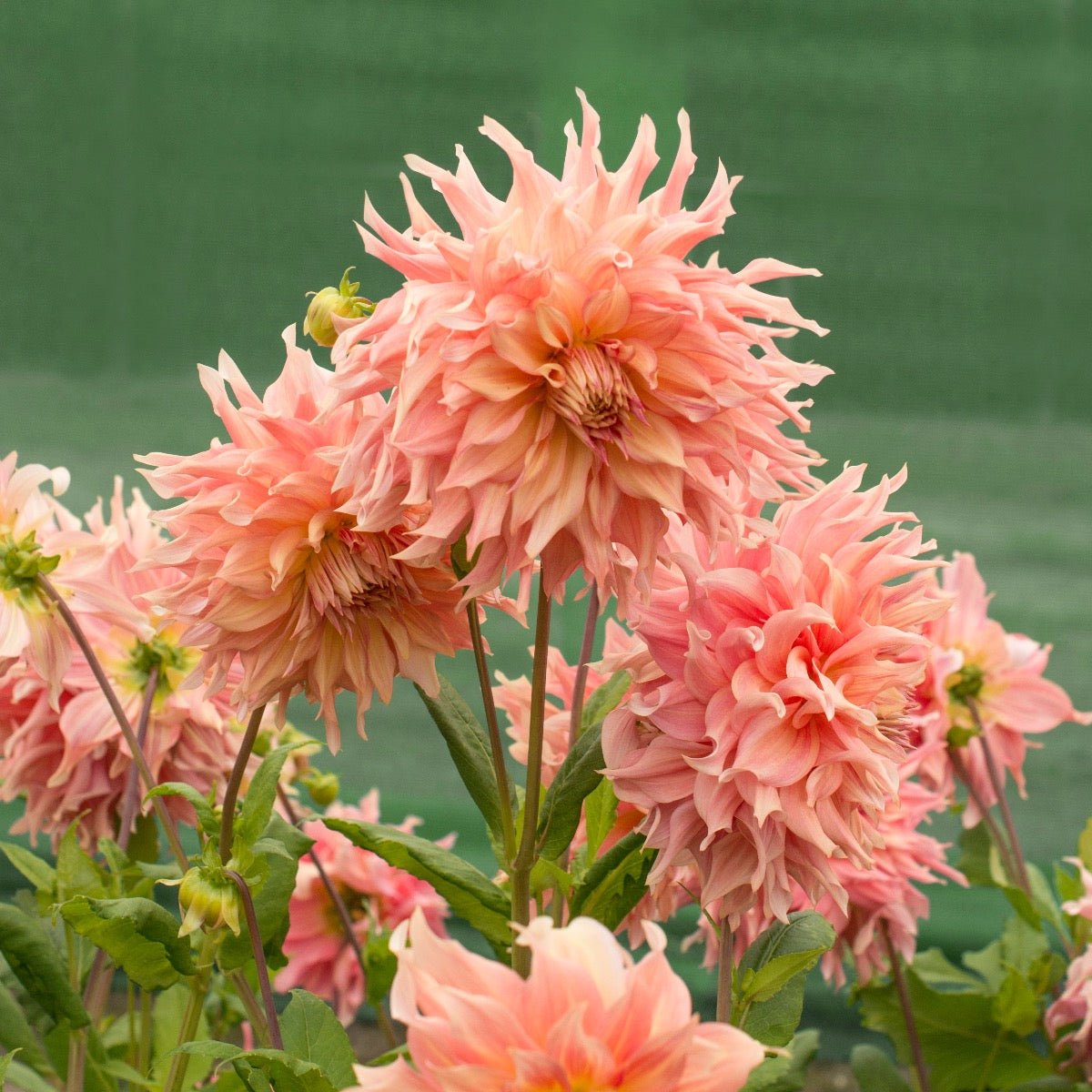 Dahlia Penhill Watermelon - roze dahlia - Fluwel