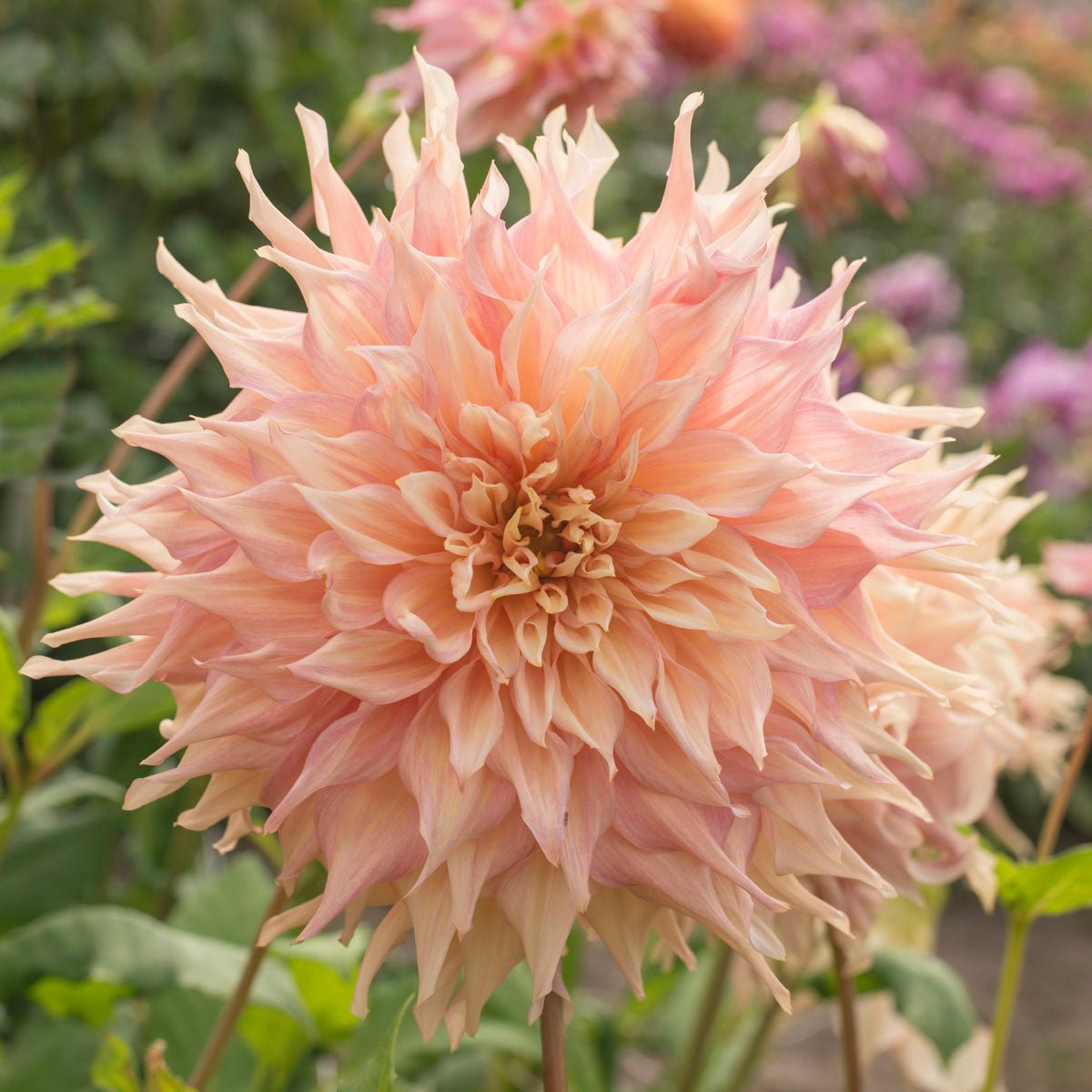 Dahlia Penhill Watermelon - Dahlias - Fluwel