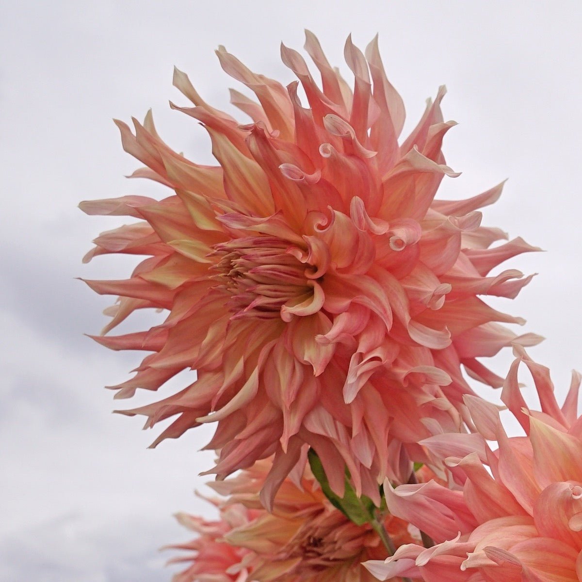 Dahlia Penhill Watermelon - Dahlias - Fluwel