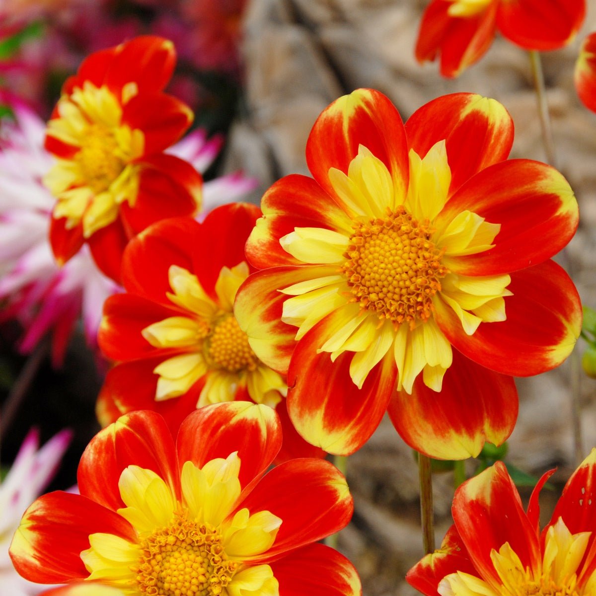 Dahlia Pooh - meerkleurige dahlia - Fluwel