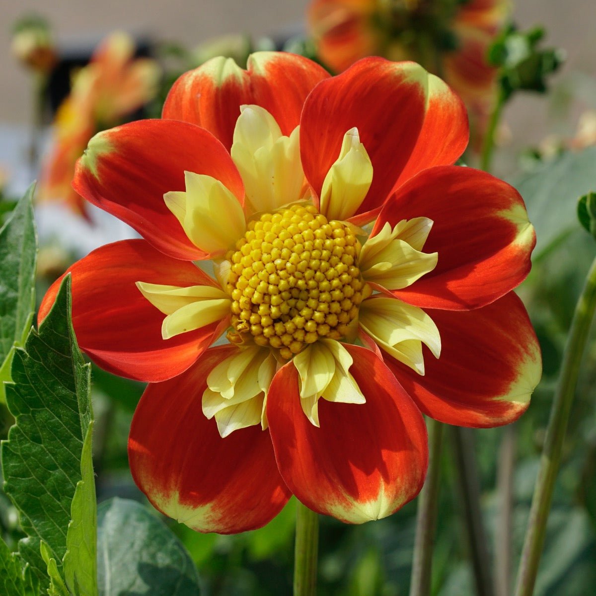 Dahlia Pooh - meerkleurige dahlia - Fluwel