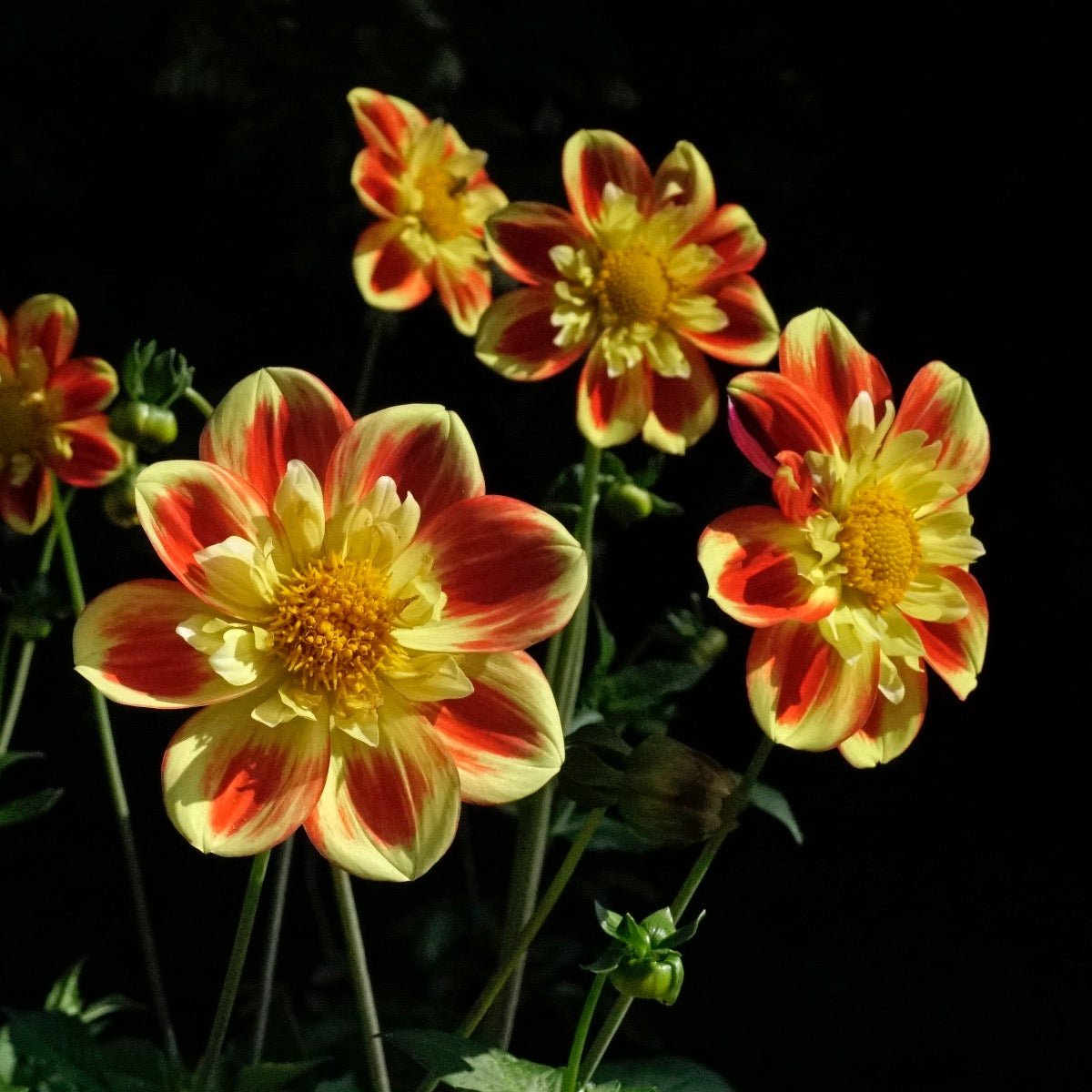 Dahlia Pooh - meerkleurige dahlia - Fluwel