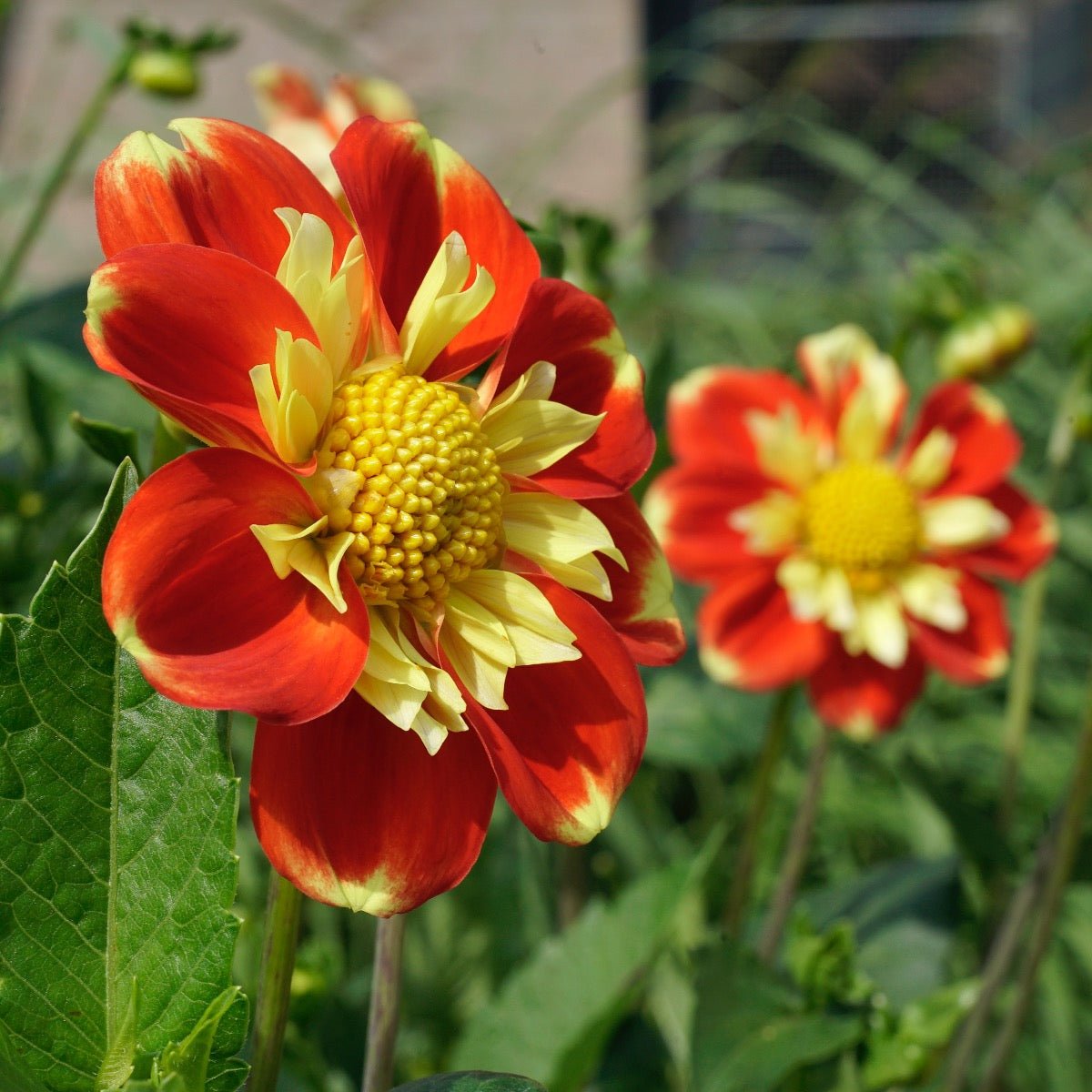 Dahlia Pooh - meerkleurige dahlia - Fluwel