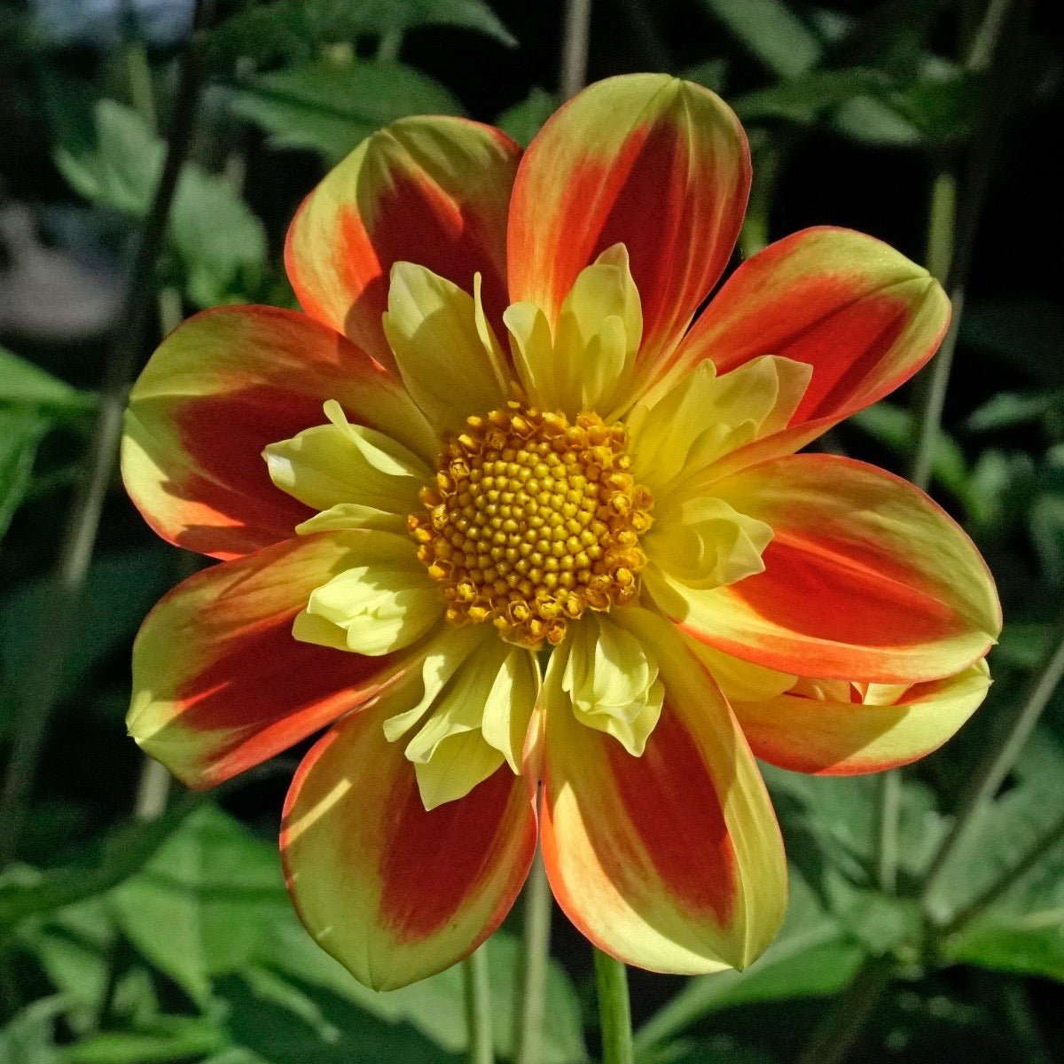 Dahlia Pooh - meerkleurige dahlia - Fluwel