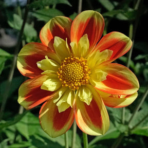 Dahlia Pooh - Dahlias - Fluwel