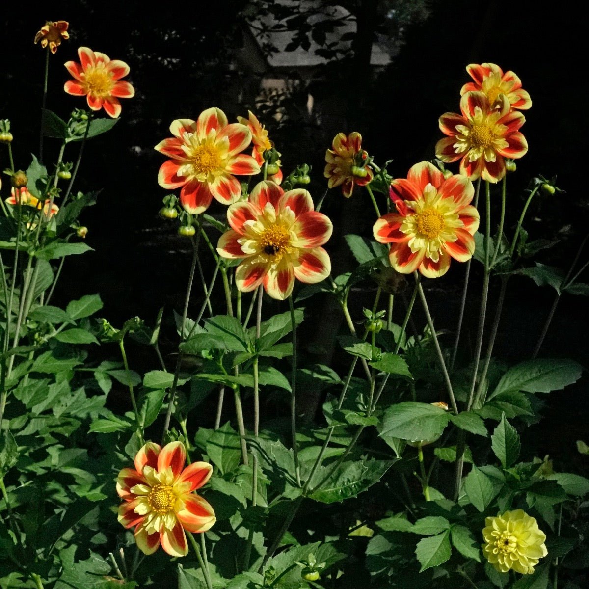 Dahlia Pooh - meerkleurige dahlia - Fluwel