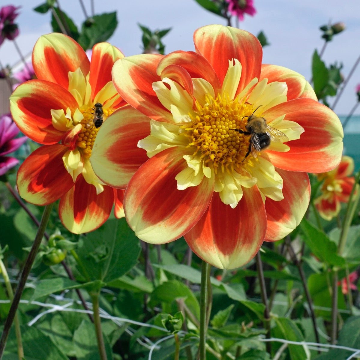 Dahlia Pooh - meerkleurige dahlia - Fluwel