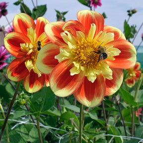 Dahlia Pooh - Dahlias - Fluwel