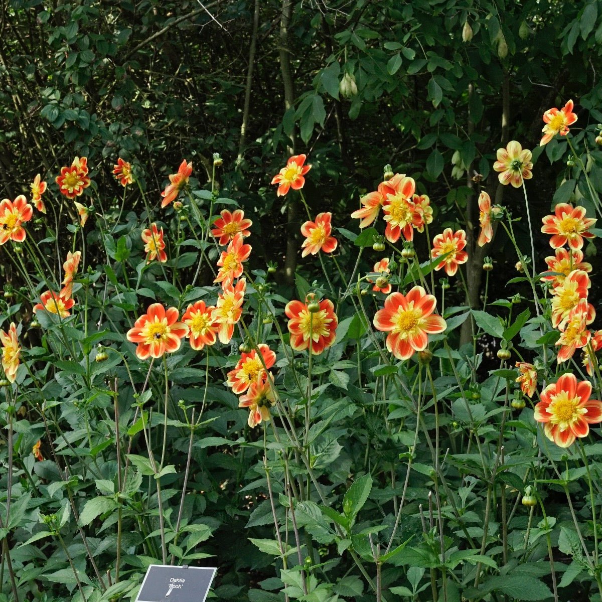 Dahlia Pooh - meerkleurige dahlia - Fluwel