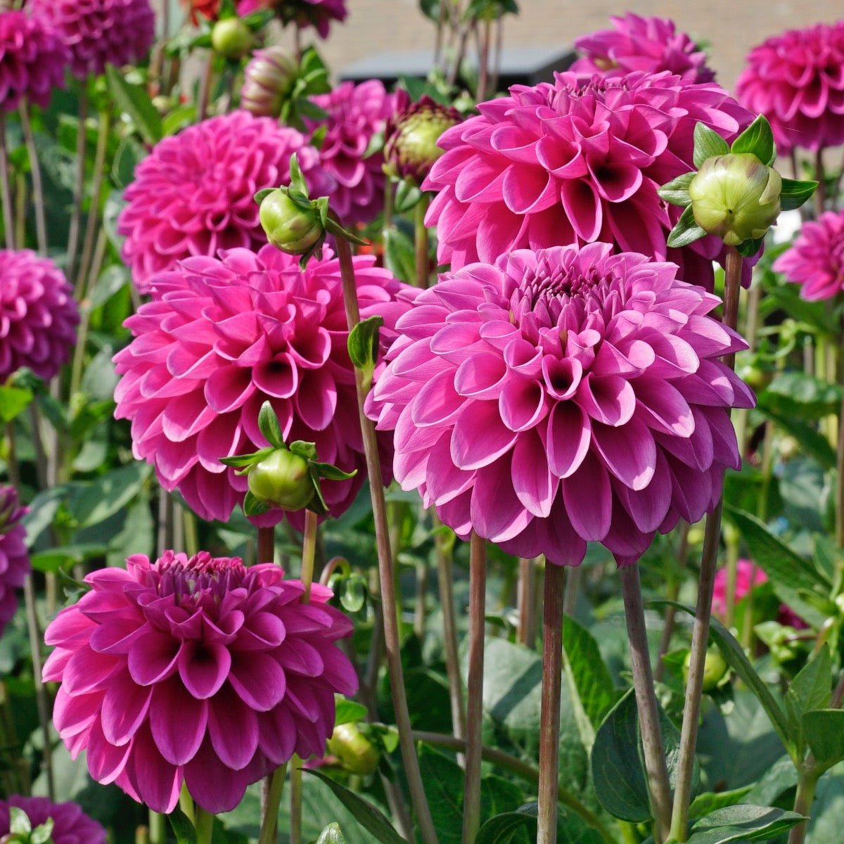Dahlia Purple Fox - paarse dahlia - Fluwel