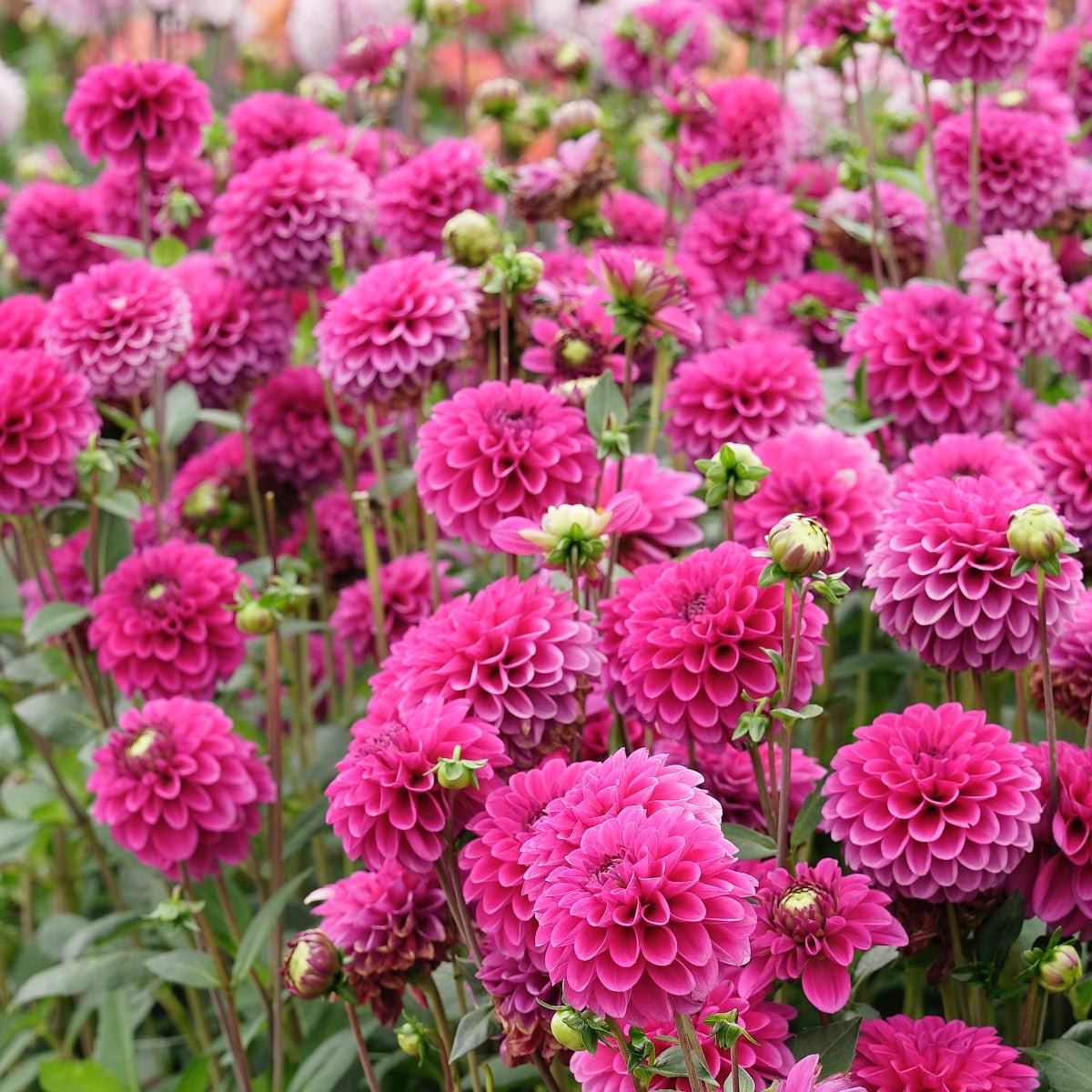 Dahlia Purple Fox - paarse dahlia - Fluwel