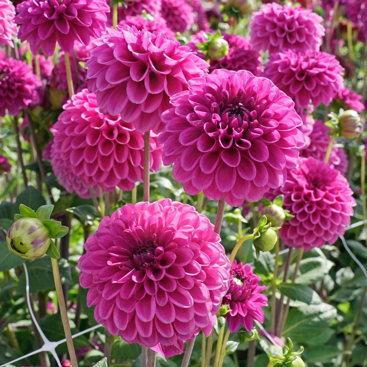 Dahlia Purple Fox - paarse dahlia - Fluwel