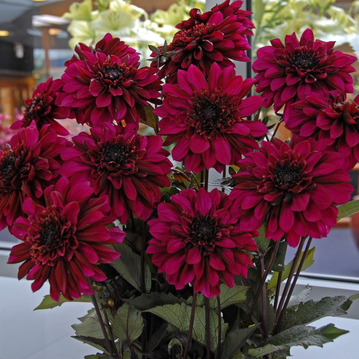 Dahlia Purple Haze - paarse dahlia - Fluwel