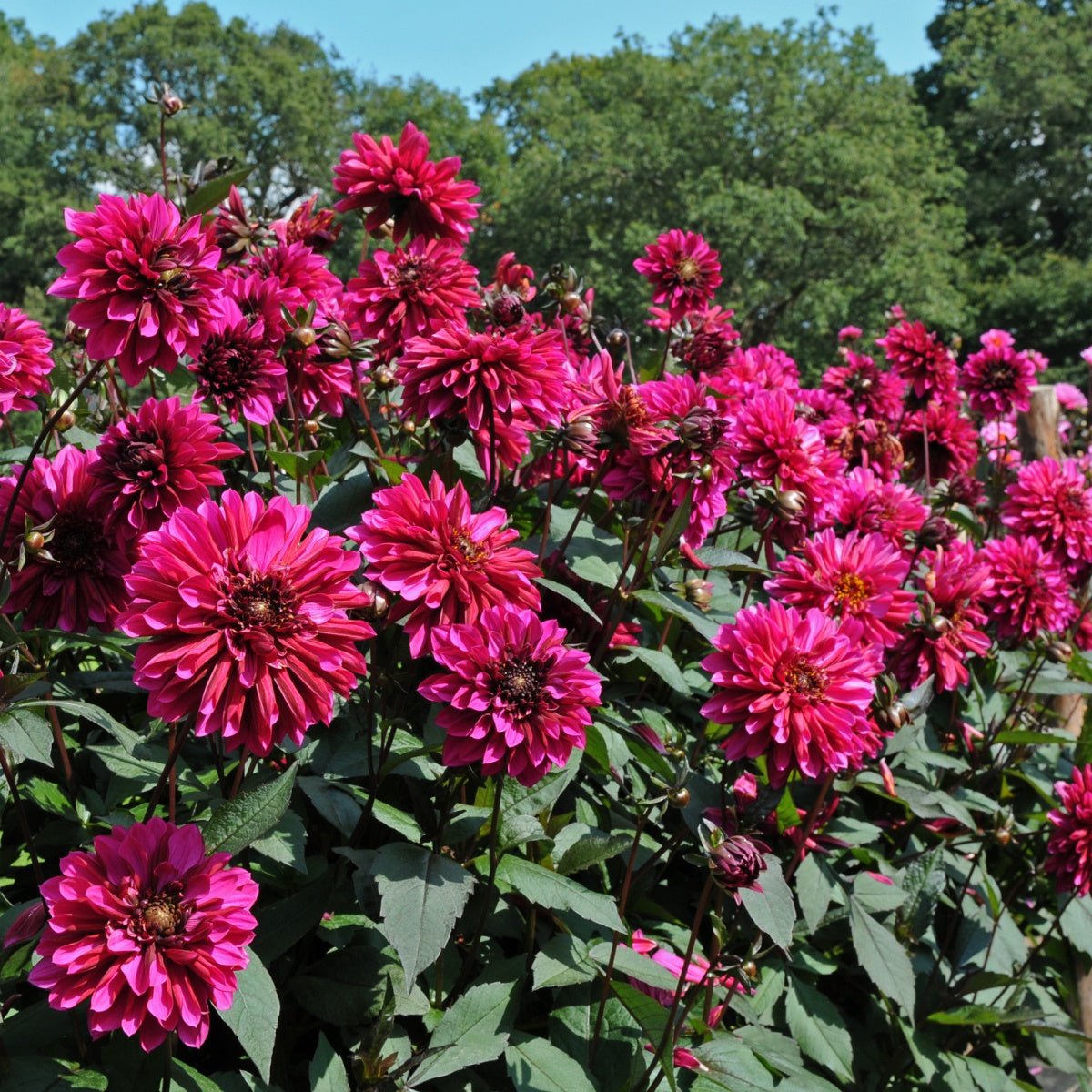 Dahlia Purple Haze - paarse dahlia - Fluwel