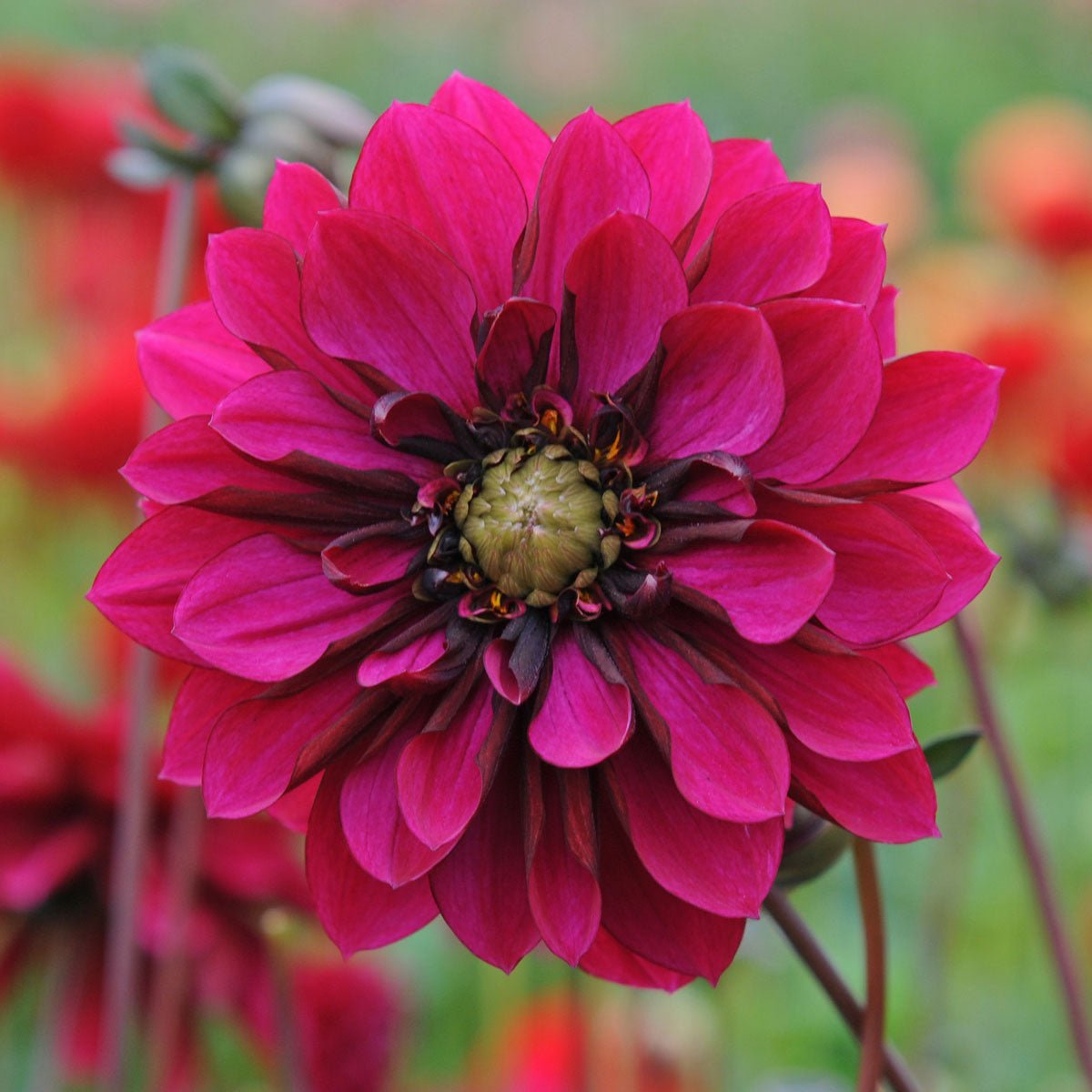 Dahlia Purple Haze - paarse dahlia - Fluwel