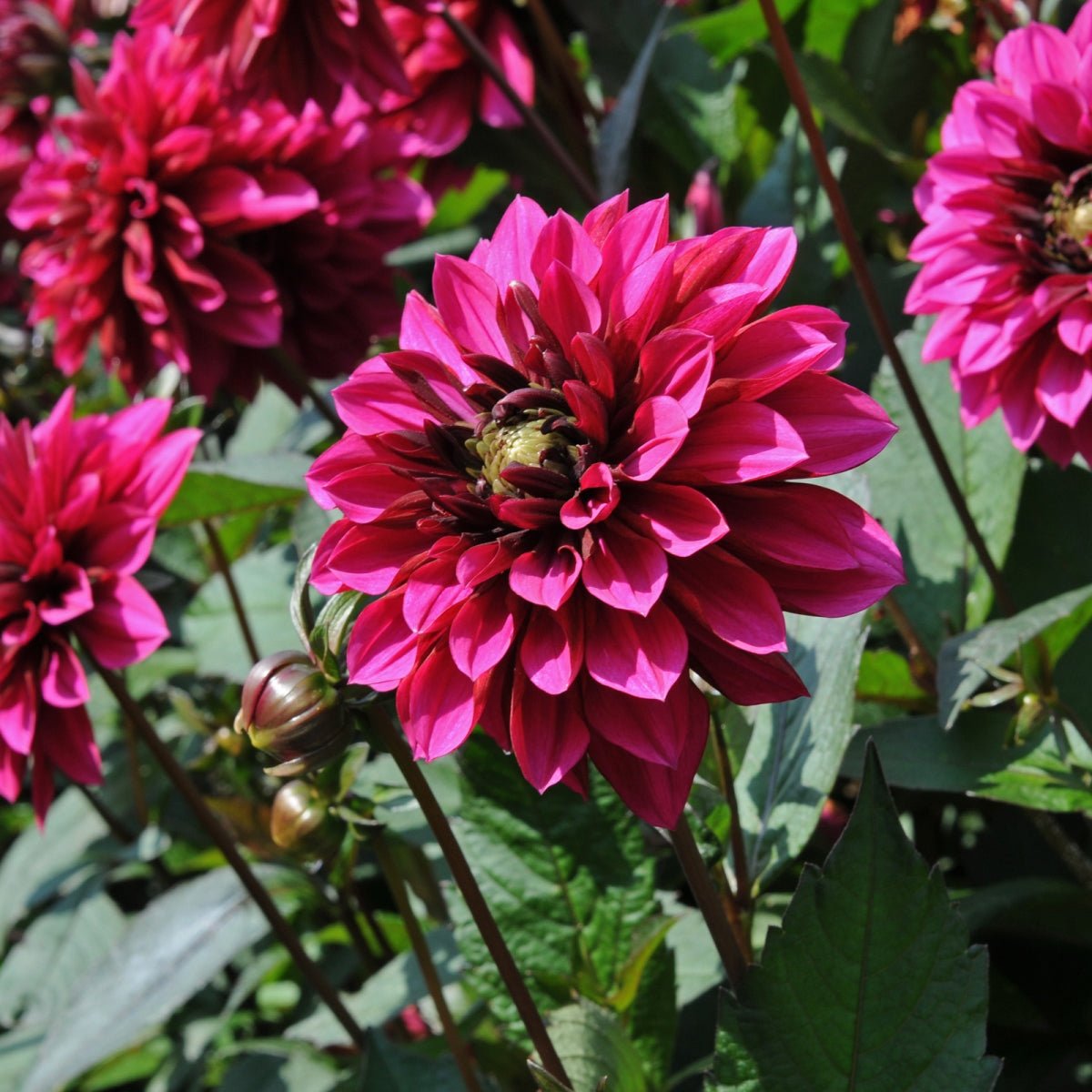 Dahlia Purple Haze - paarse dahlia - Fluwel