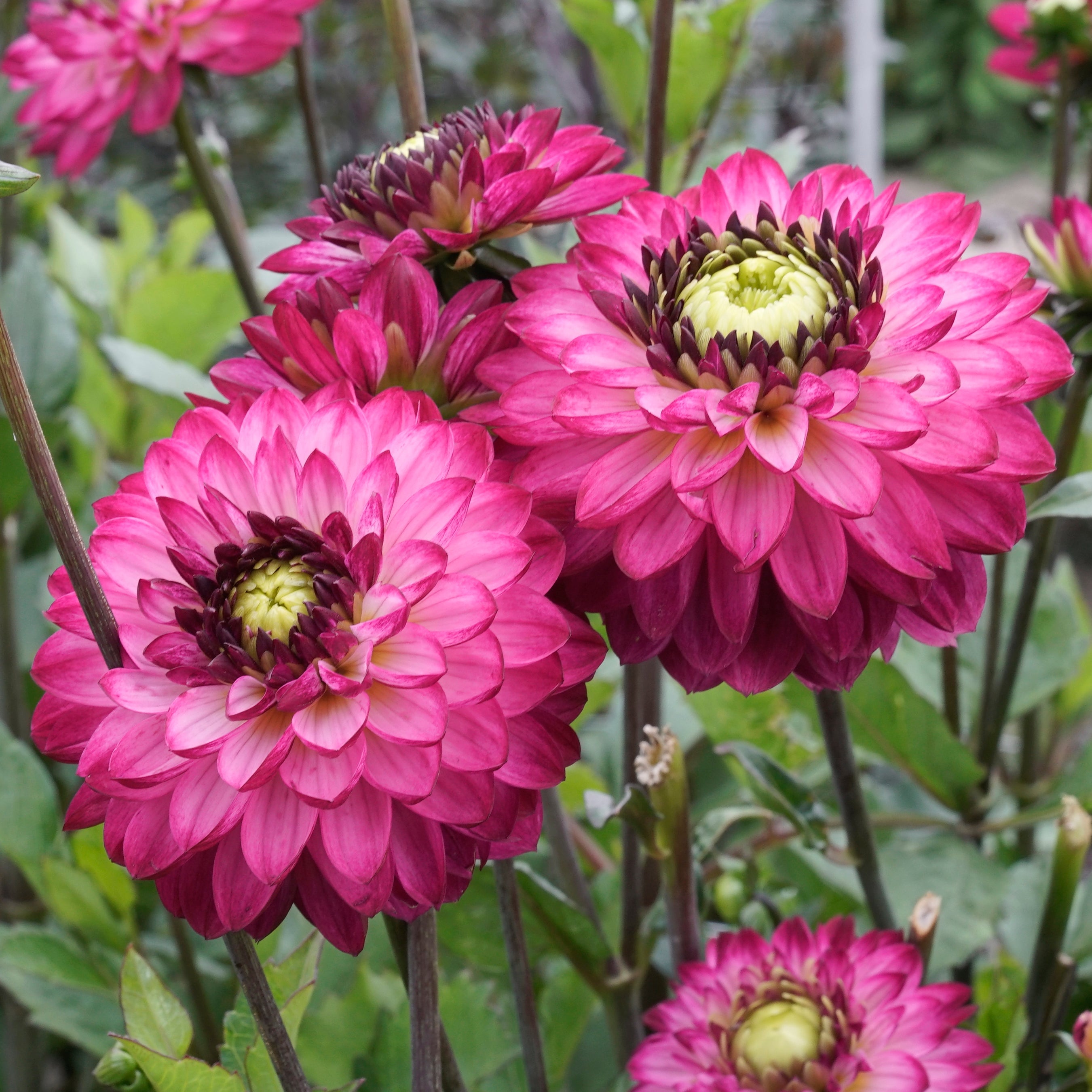 Dahlia Romantica - lila dahlia - Fluwel