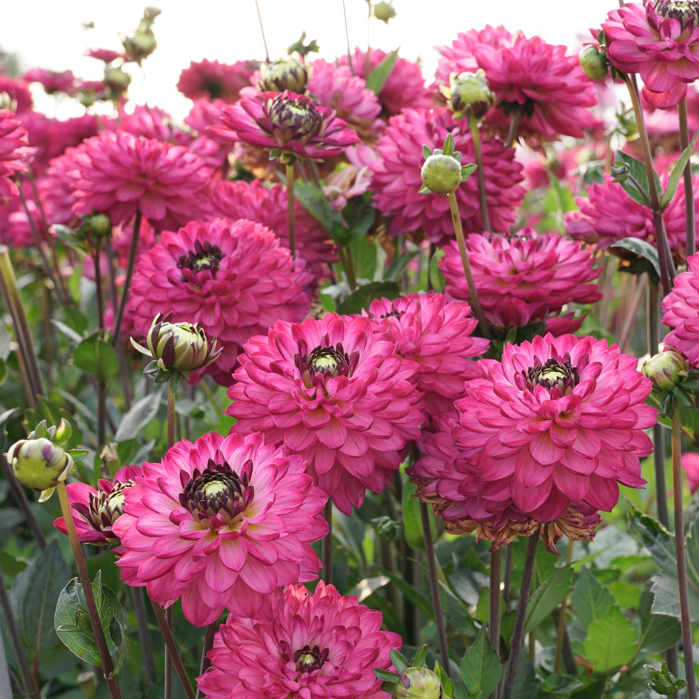 Dahlia Romantica - lila dahlia - Fluwel