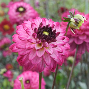 Dahlia Romantica - Dahlias - Fluwel