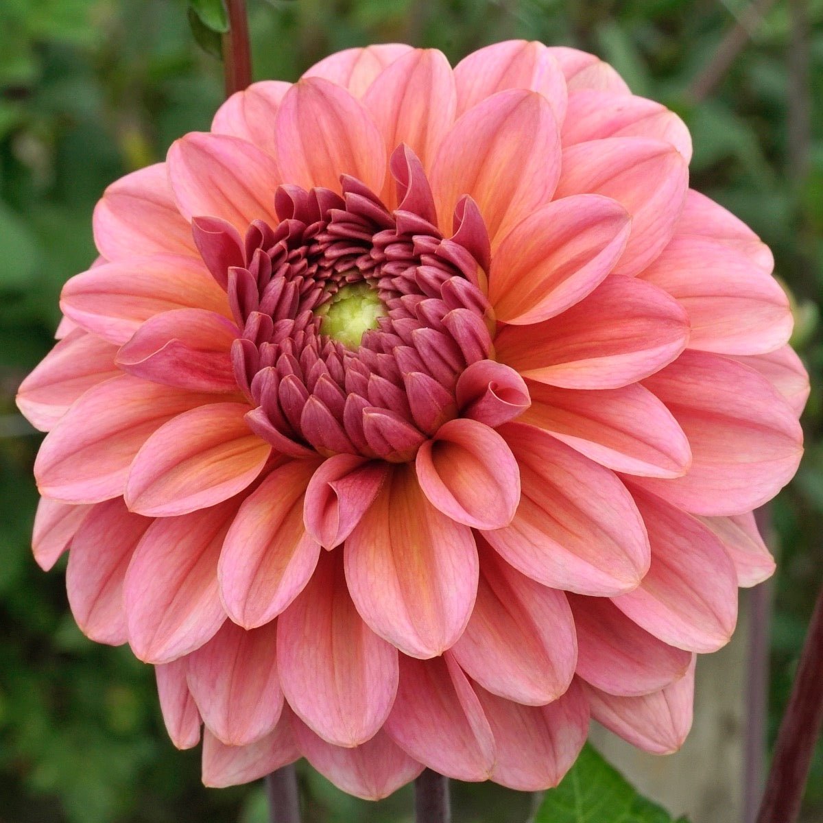 Dahlia Salmon Runner - roze dahlia - Fluwel