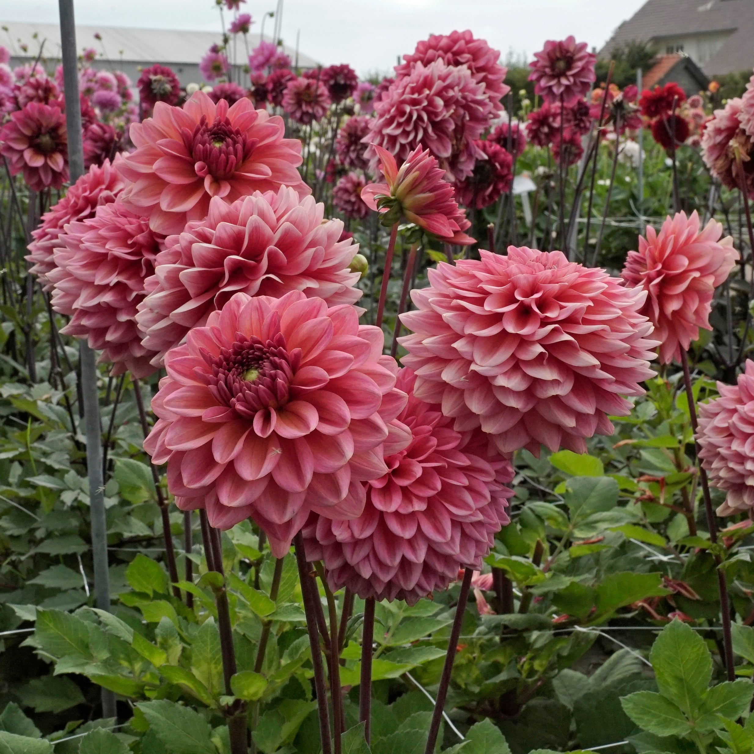 Dahlia Salmon Runner - roze dahlia - Fluwel