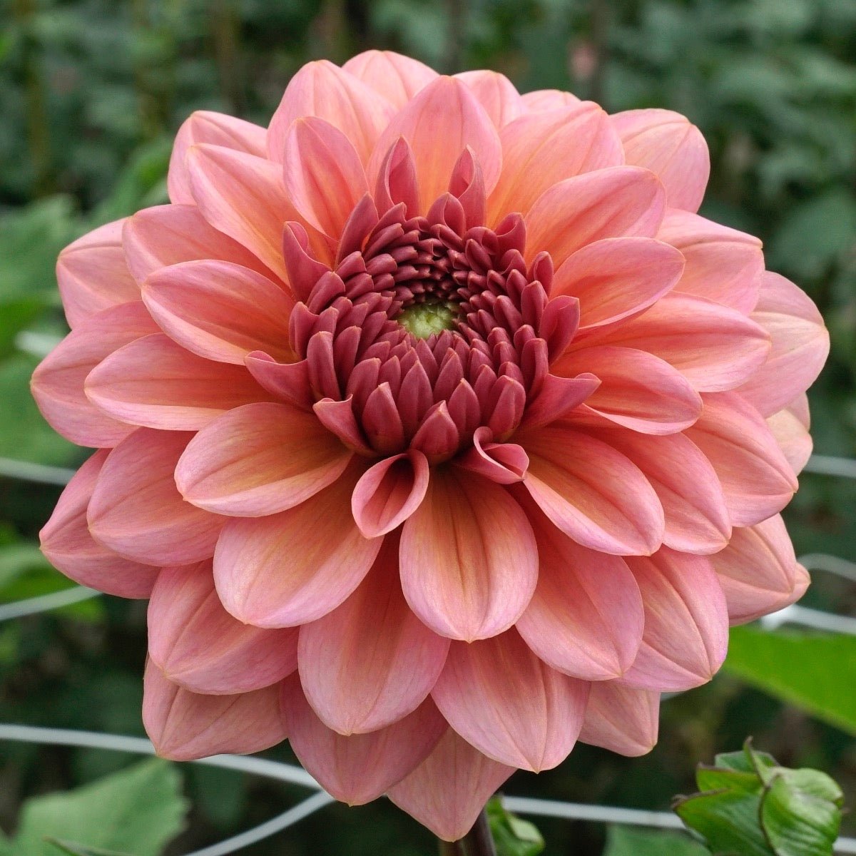 Dahlia Salmon Runner - roze dahlia - Fluwel