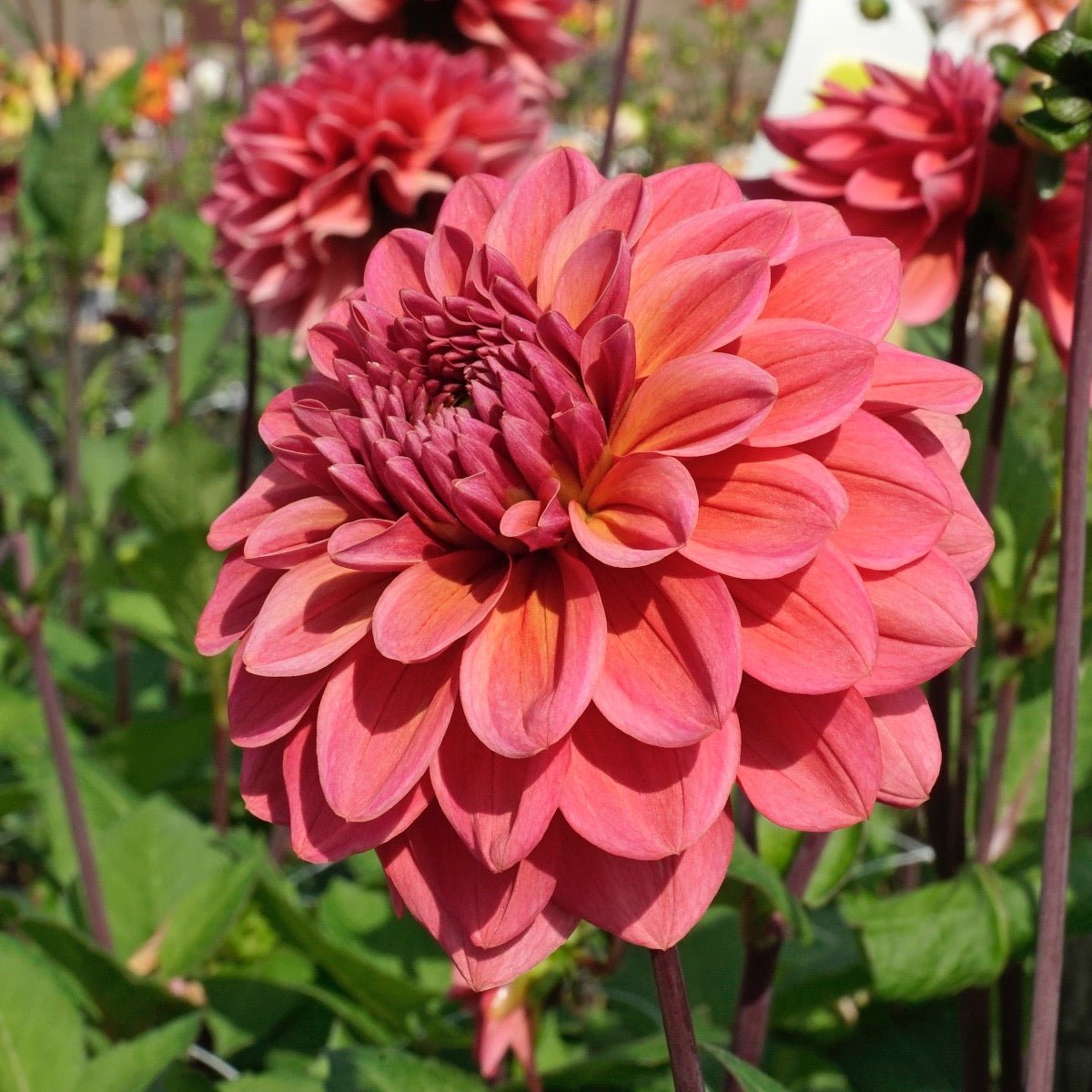 Dahlia Salmon Runner - roze dahlia - Fluwel