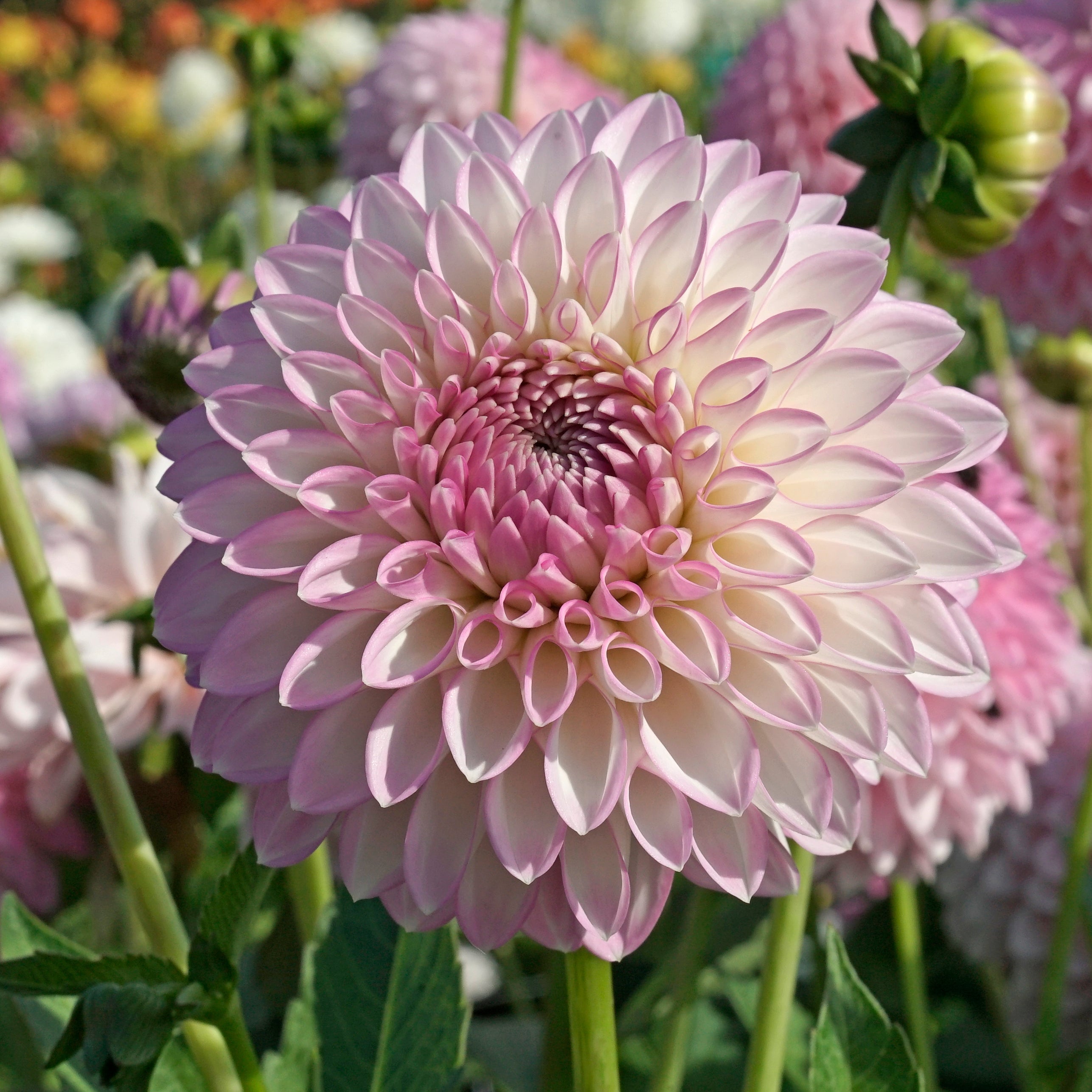 Dahlia Sefton Silvertop - lila dahlia - Fluwel