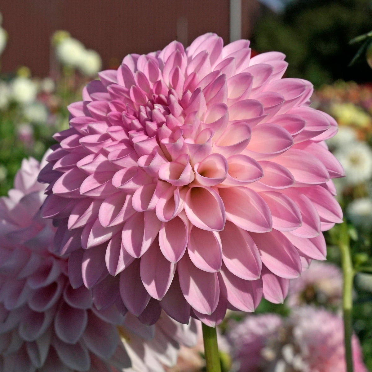 Dahlia Sefton Silvertop - lila dahlia - Fluwel