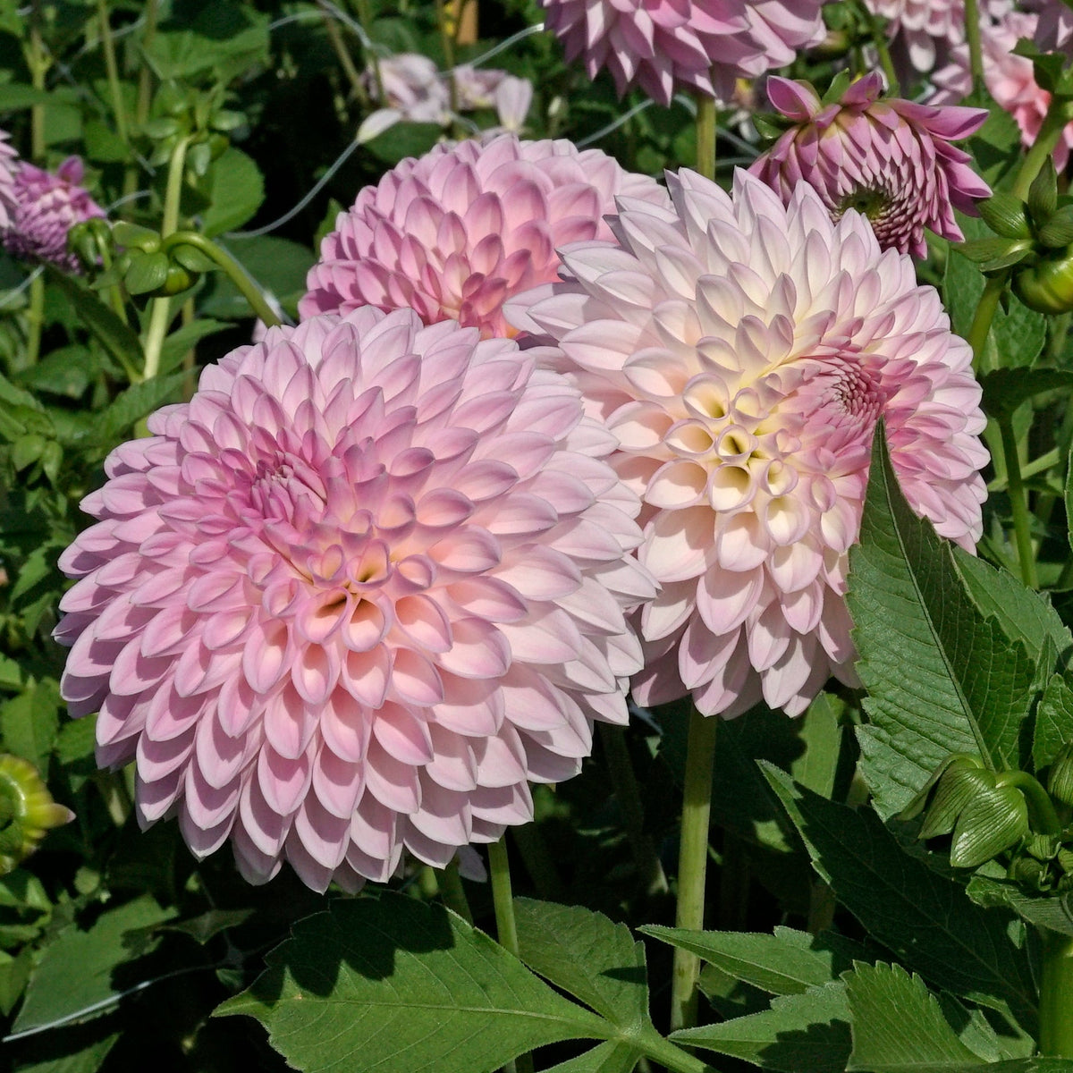Dahlia Sefton Silvertop - lila dahlia - Fluwel