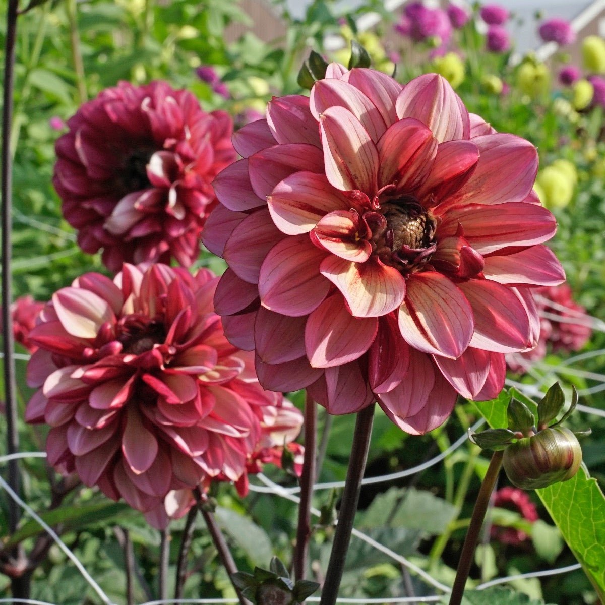 Dahlia Seniors Hope - meerkleurige dahlia - Fluwel