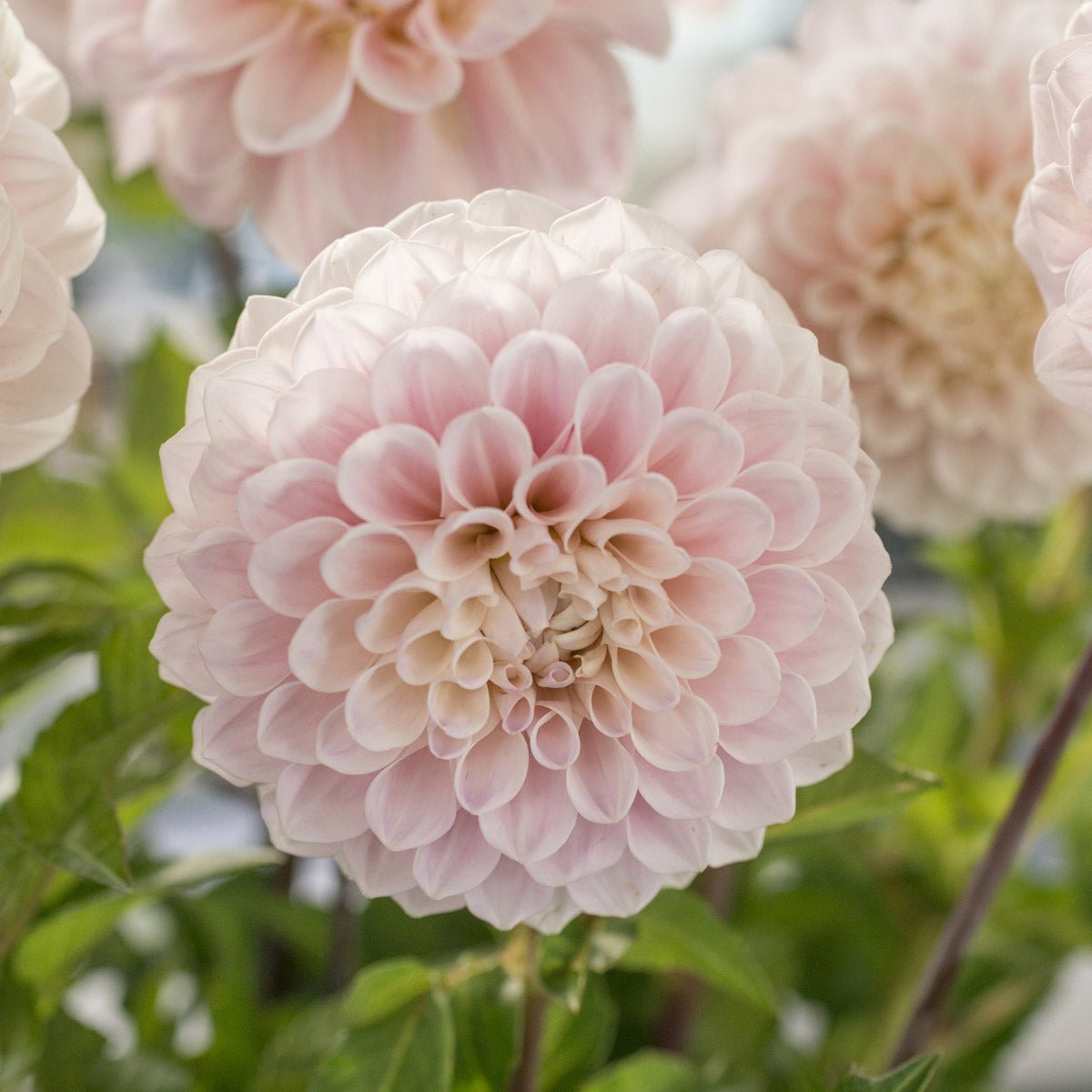 Dahlia Sweet Nathalie - roze dahlia - Fluwel