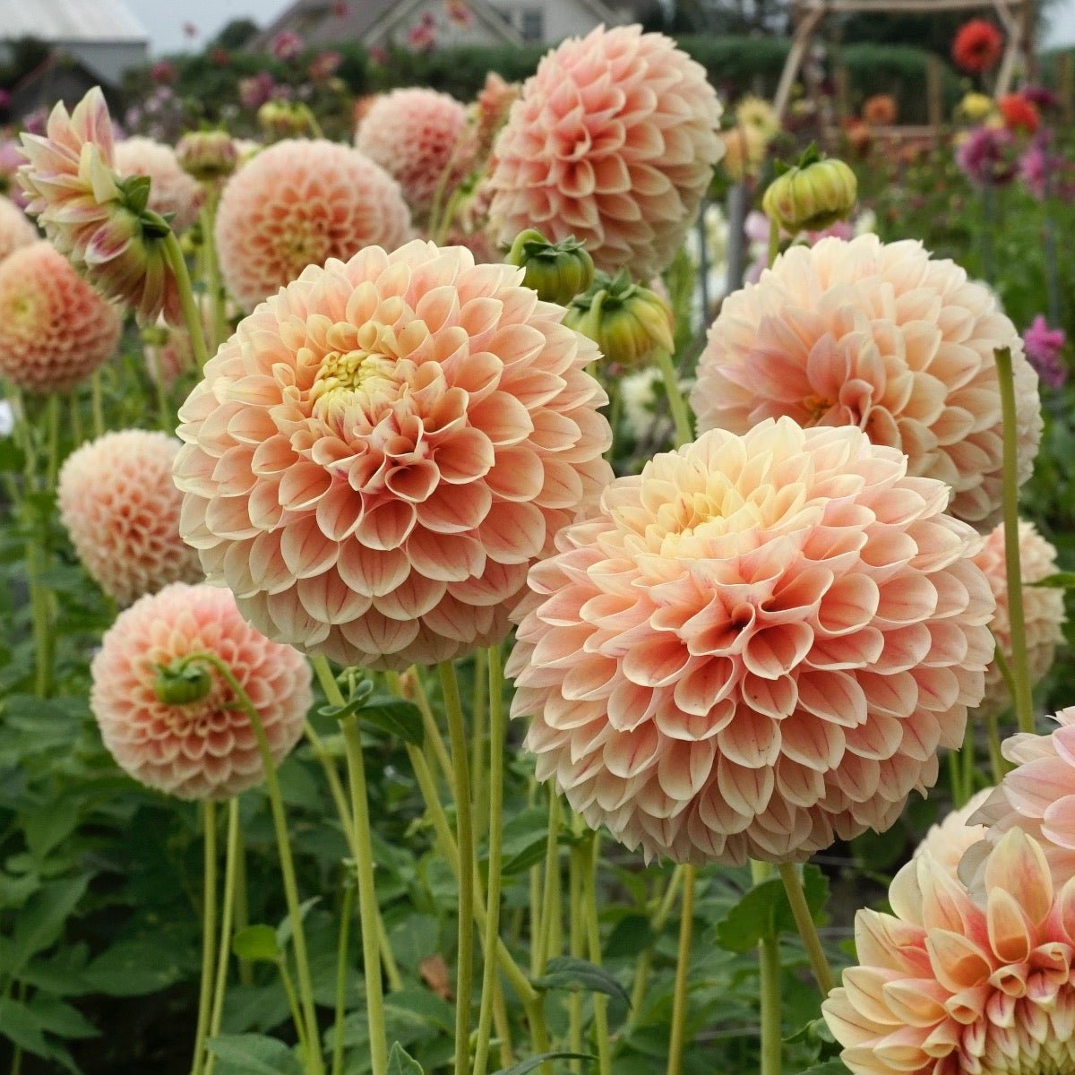 Dahlia Sweet Suzanne - meerkleurige dahlia - Fluwel