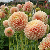 Dahlia Sweet Suzanne - Dahlias - Fluwel