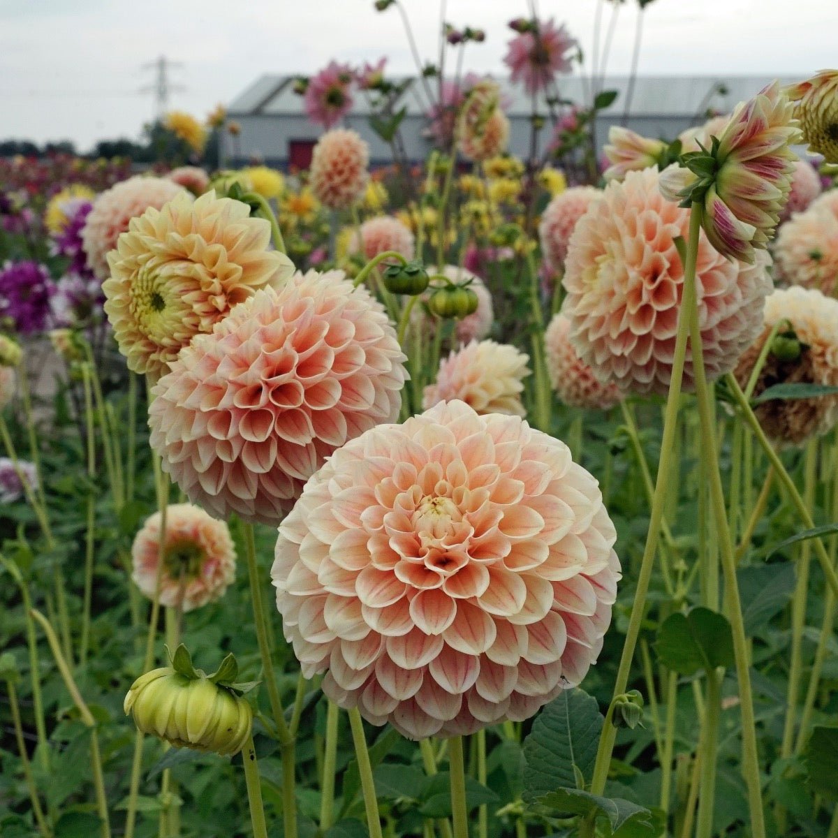 Dahlia Sweet Suzanne - meerkleurige dahlia - Fluwel