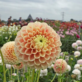 Dahlia Sweet Suzanne - Dahlias - Fluwel