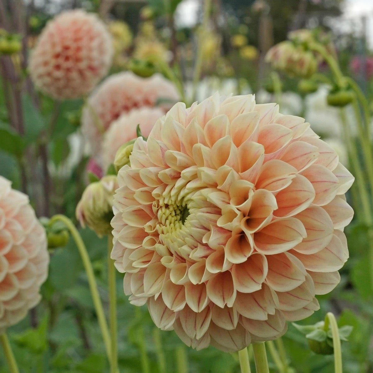Dahlia Sweet Suzanne - Dahlias - Fluwel