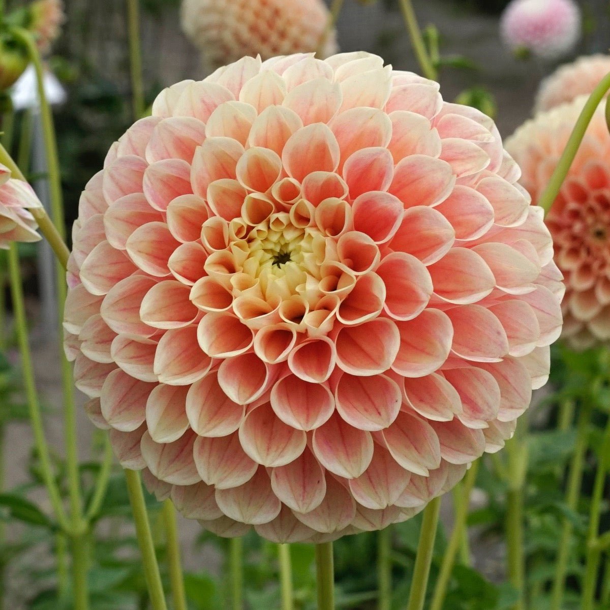 Dahlia Sweet Suzanne - meerkleurige dahlia - Fluwel