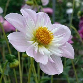 Dahlia Teesbrook Audrey - Dahlias - Fluwel