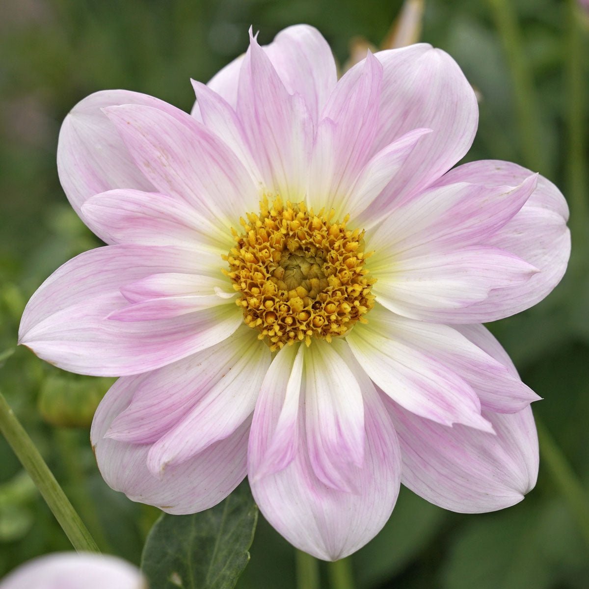 Dahlia Teesbrook Audrey - roze dahlia - Fluwel