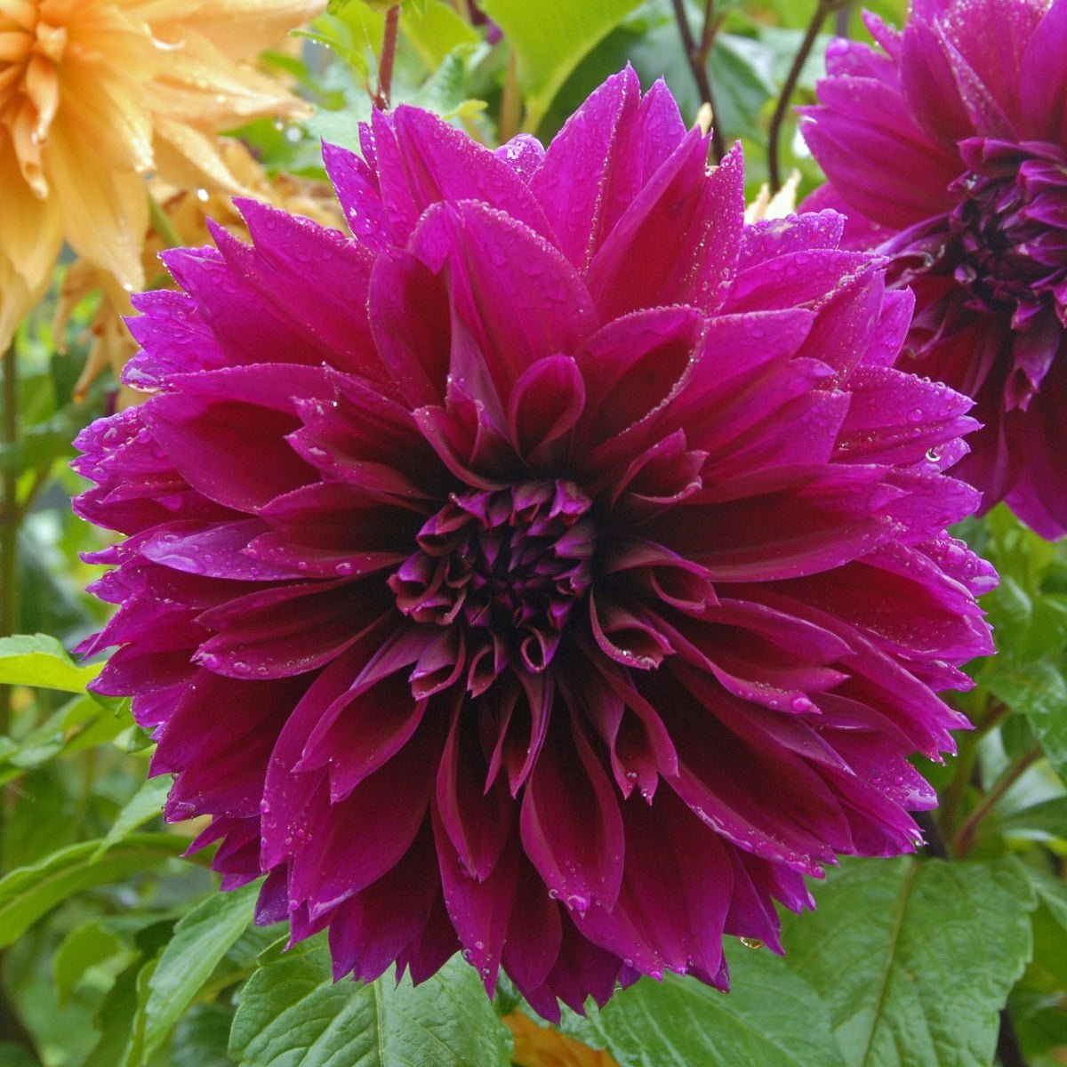 Dahlia Thomas A. Edison - paarse dahlia - Fluwel