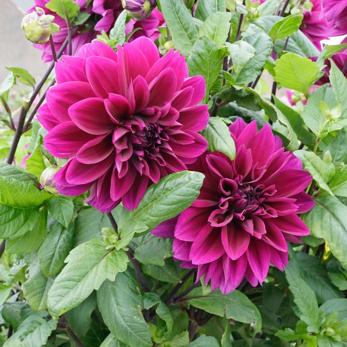 Dahlia Thomas A. Edison - paarse dahlia - Fluwel