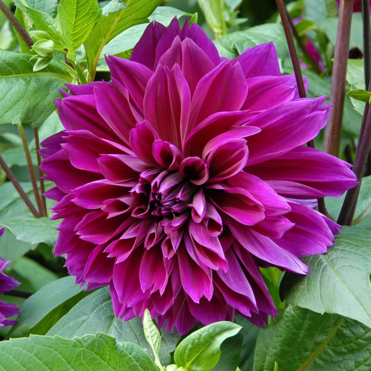 Dahlia Thomas A. Edison - paarse dahlia - Fluwel