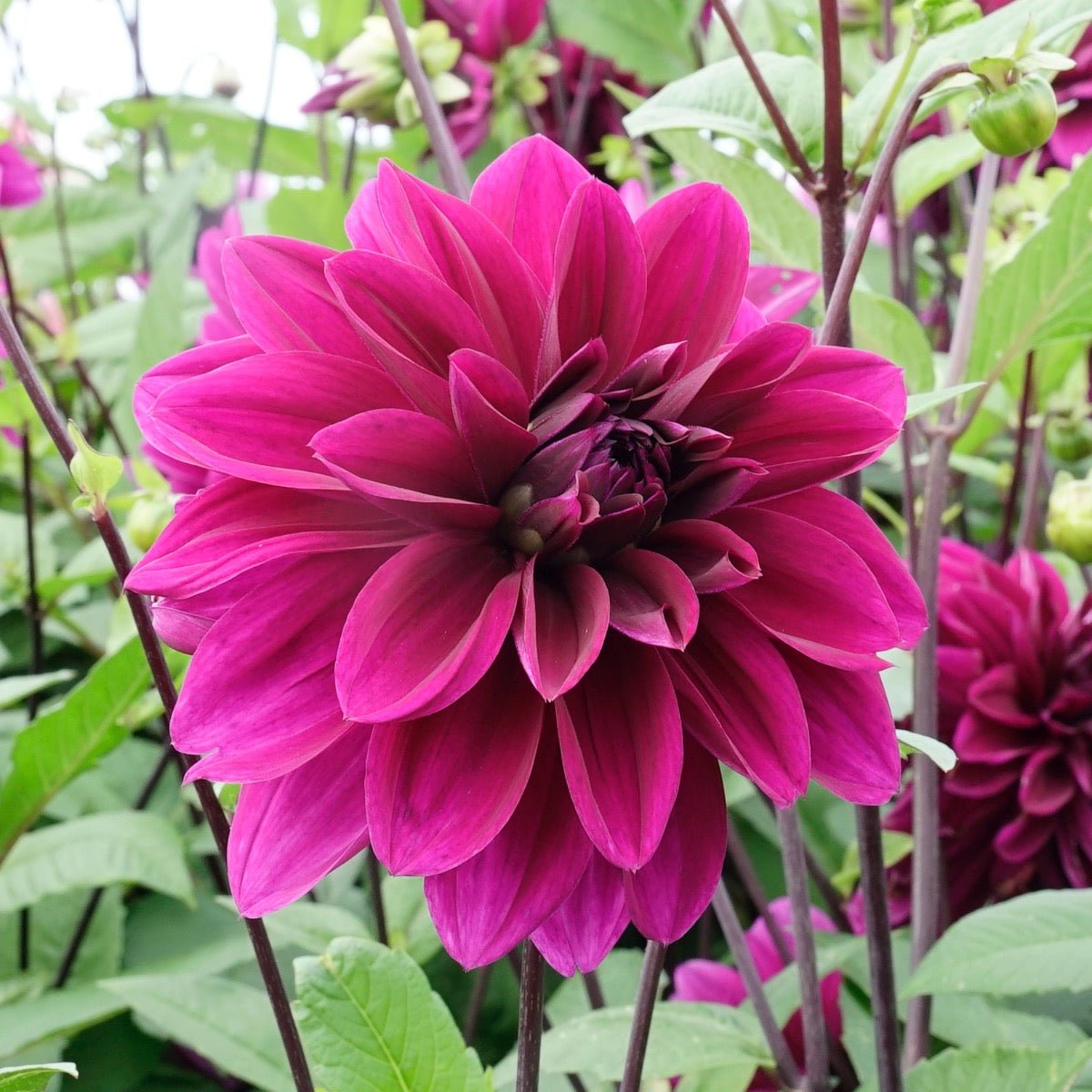 Dahlia Thomas A. Edison - paarse dahlia - Fluwel