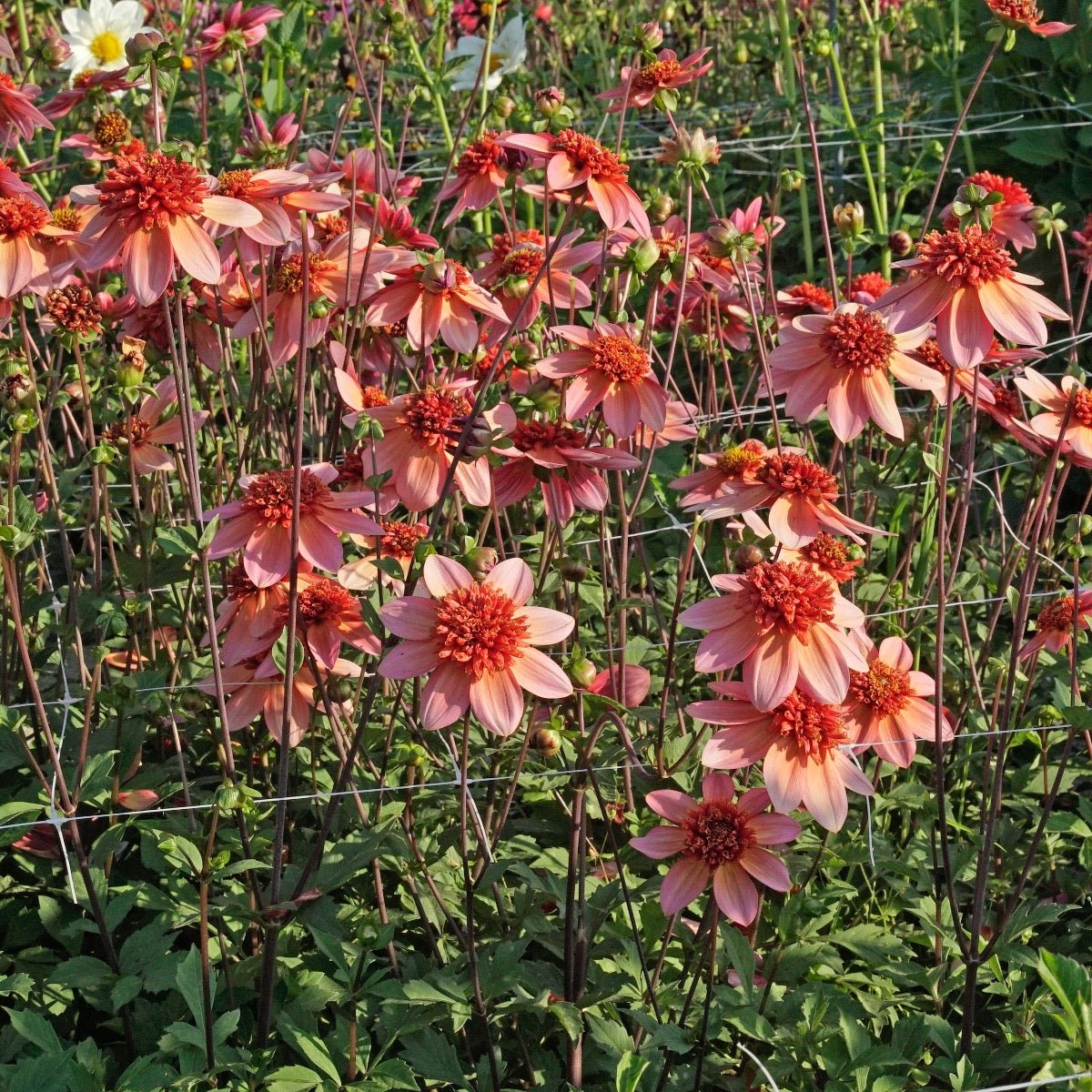 Dahlia Totally Tangerine - oranje dahlia - Fluwel