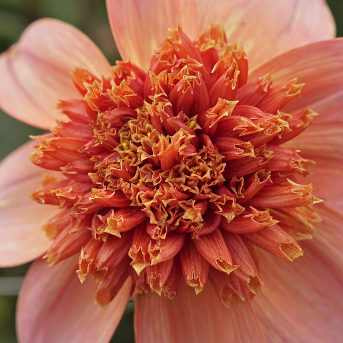 Dahlia Totally Tangerine - oranje dahlia - Fluwel