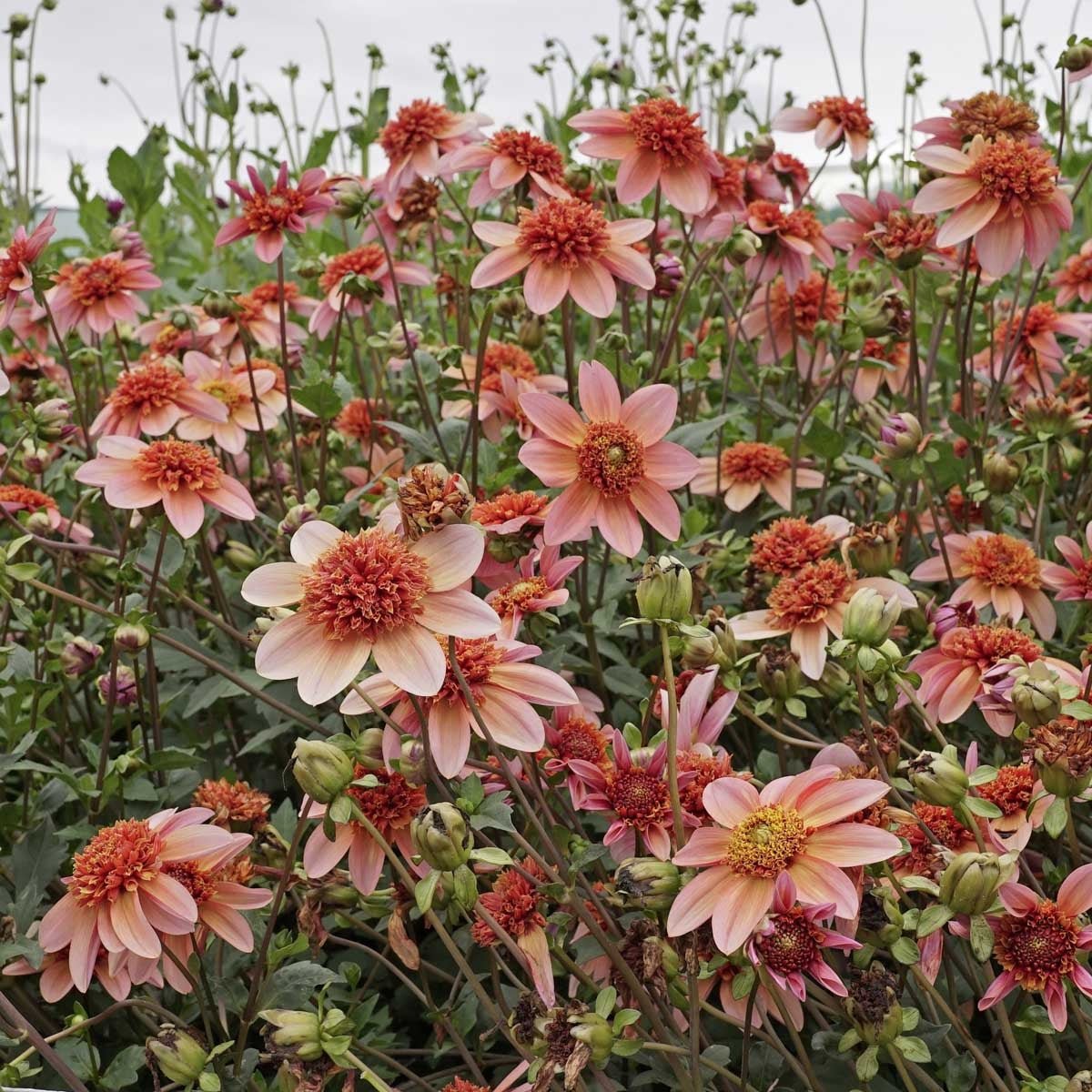 Dahlia Totally Tangerine - oranje dahlia - Fluwel