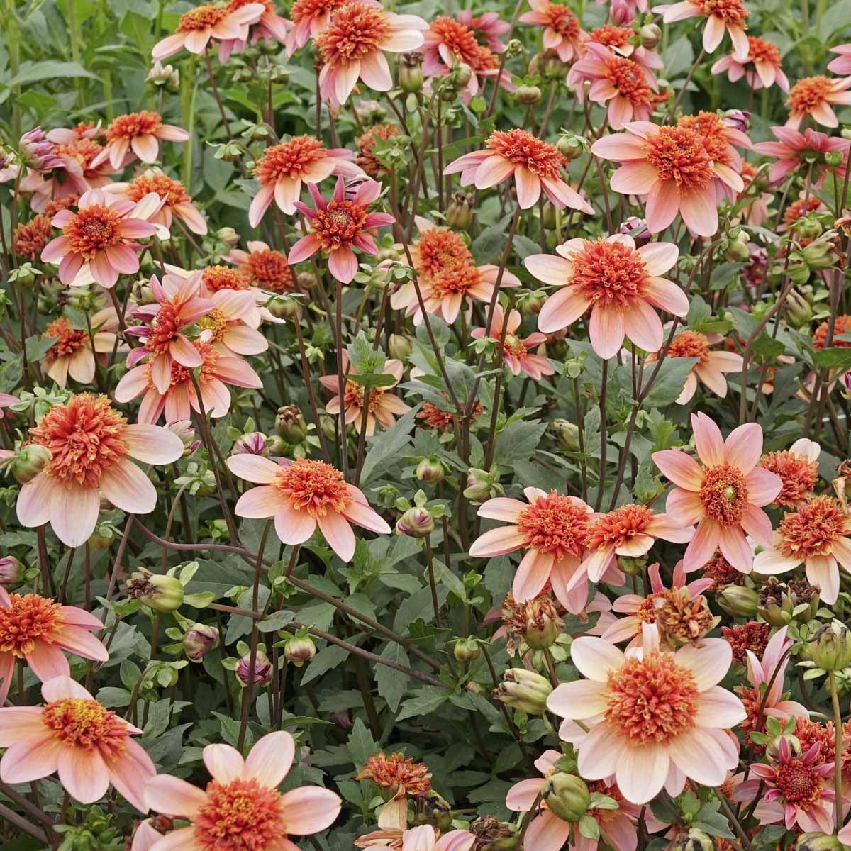 Dahlia Totally Tangerine - oranje dahlia - Fluwel