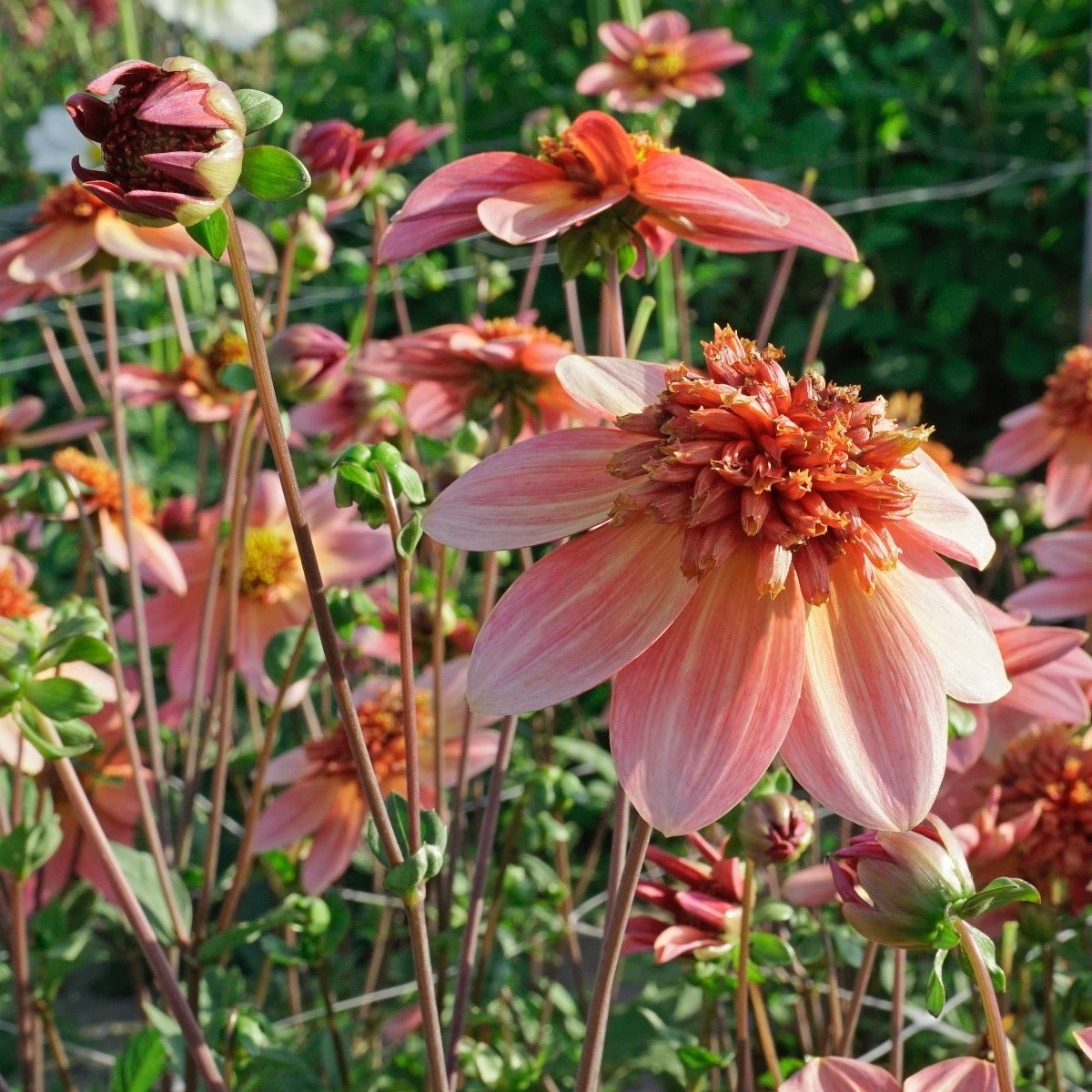Dahlia Totally Tangerine - oranje dahlia - Fluwel